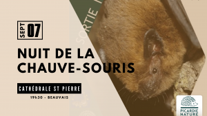 nuit de la chauve souris